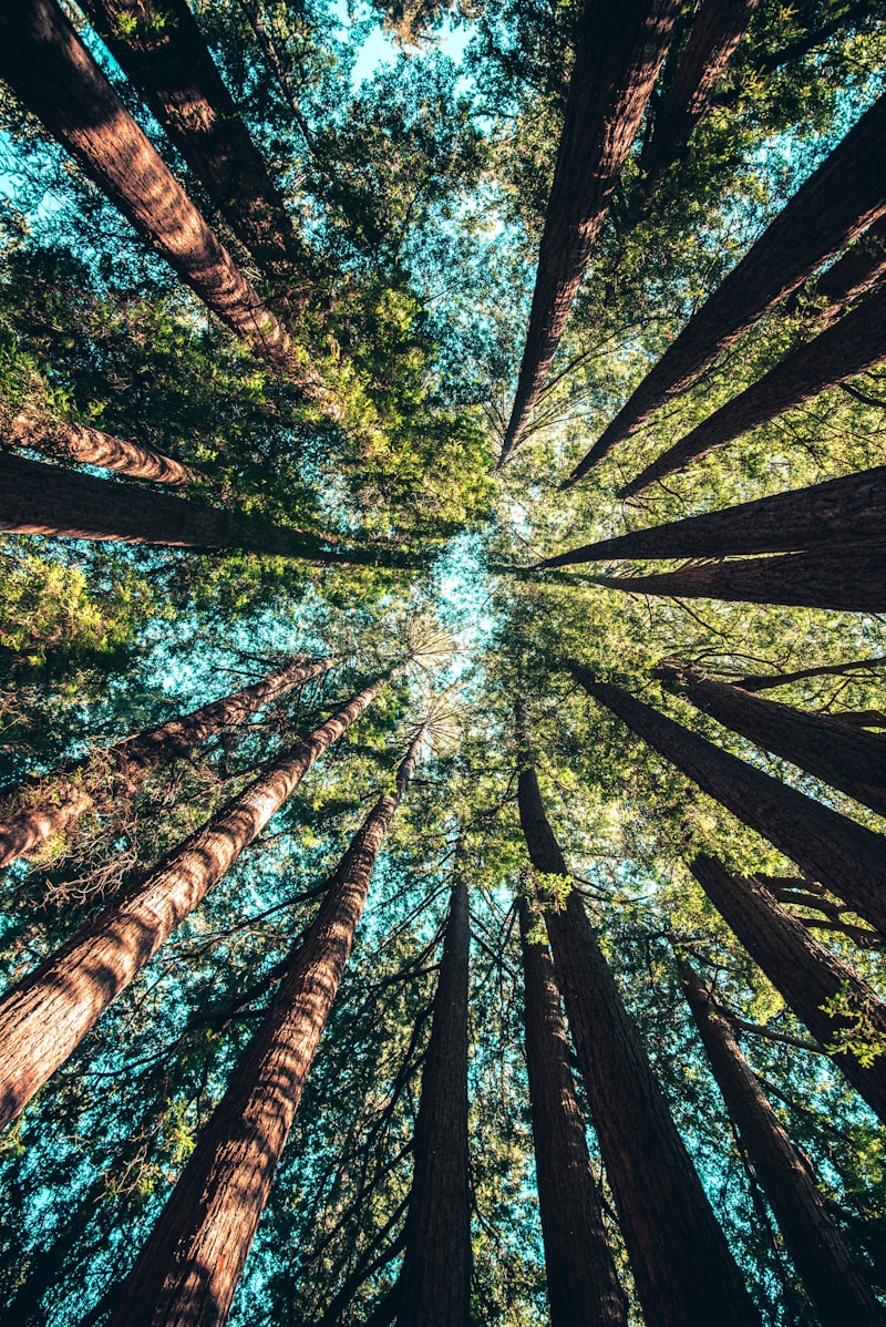Акациевые дрова в Раменском