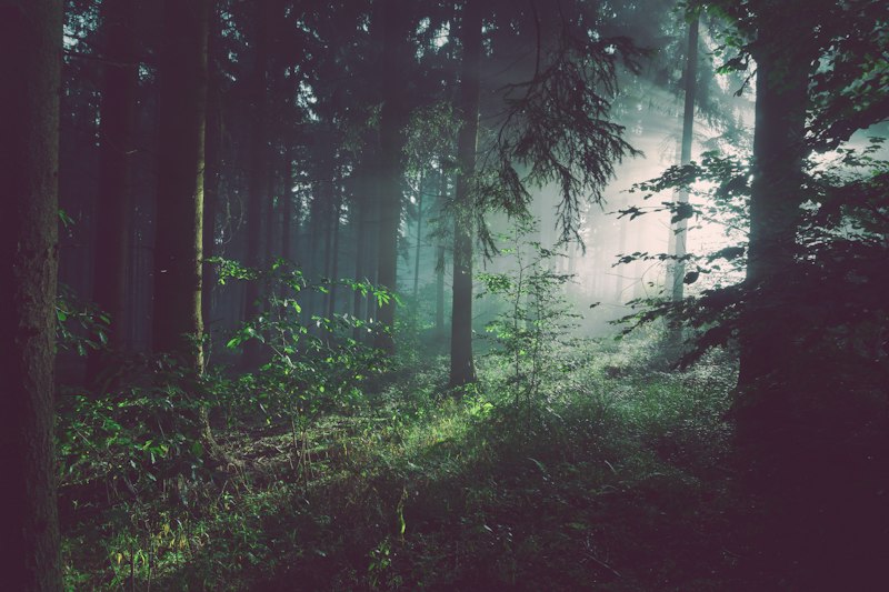 Осиновые дрова в Раменском